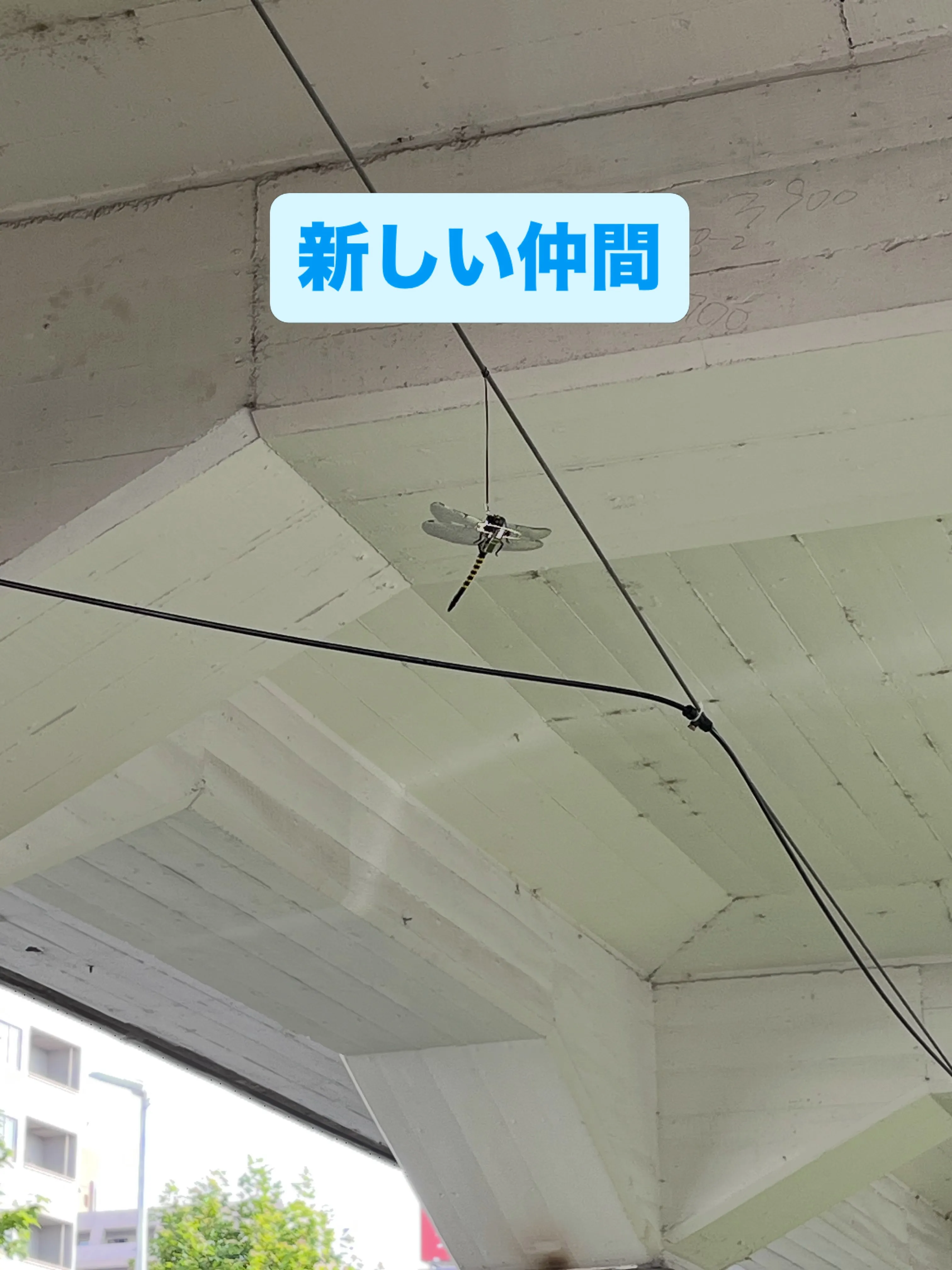 わんスマイルです。