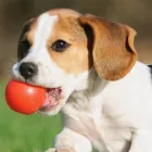 わんスマイル中津川店